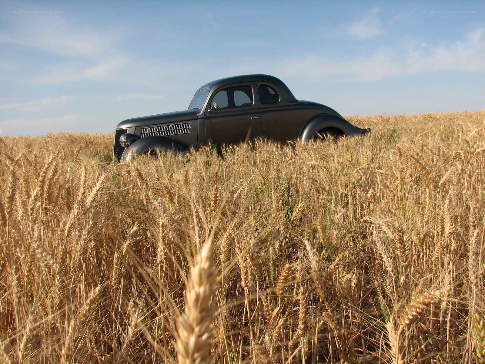 Classic car in a wheat field