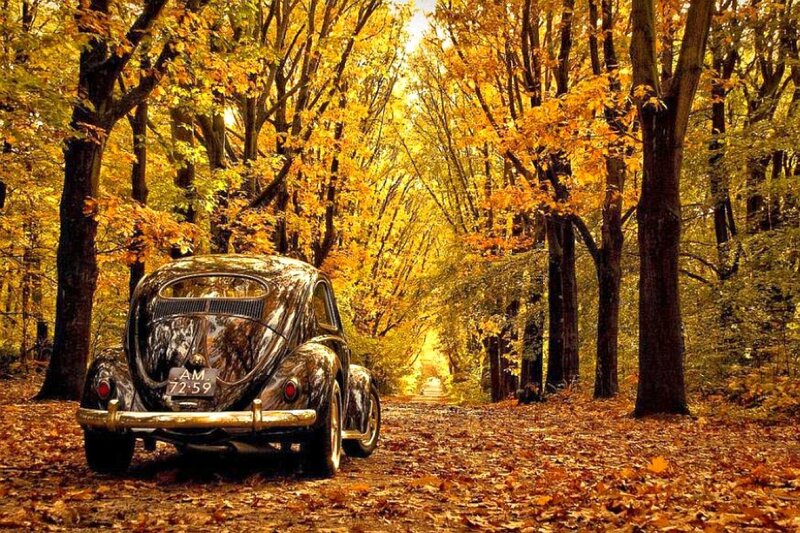 Classic car in autumn forest