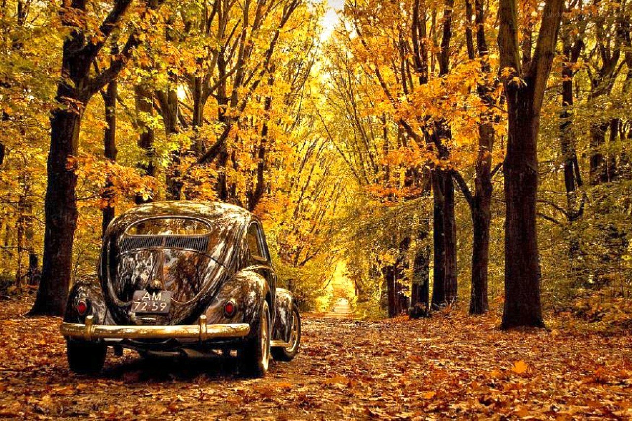 Classic car in autumn forest
