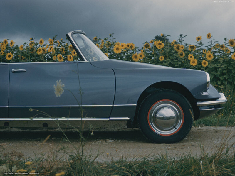 Classic car in sunflower field