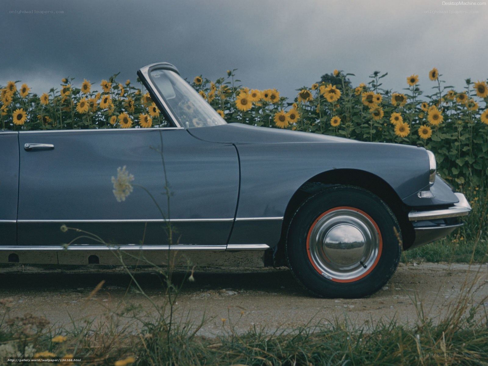 Classic car in sunflower field