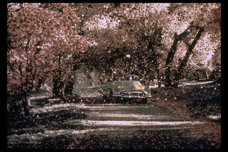 Classic car under cherry blossoms
