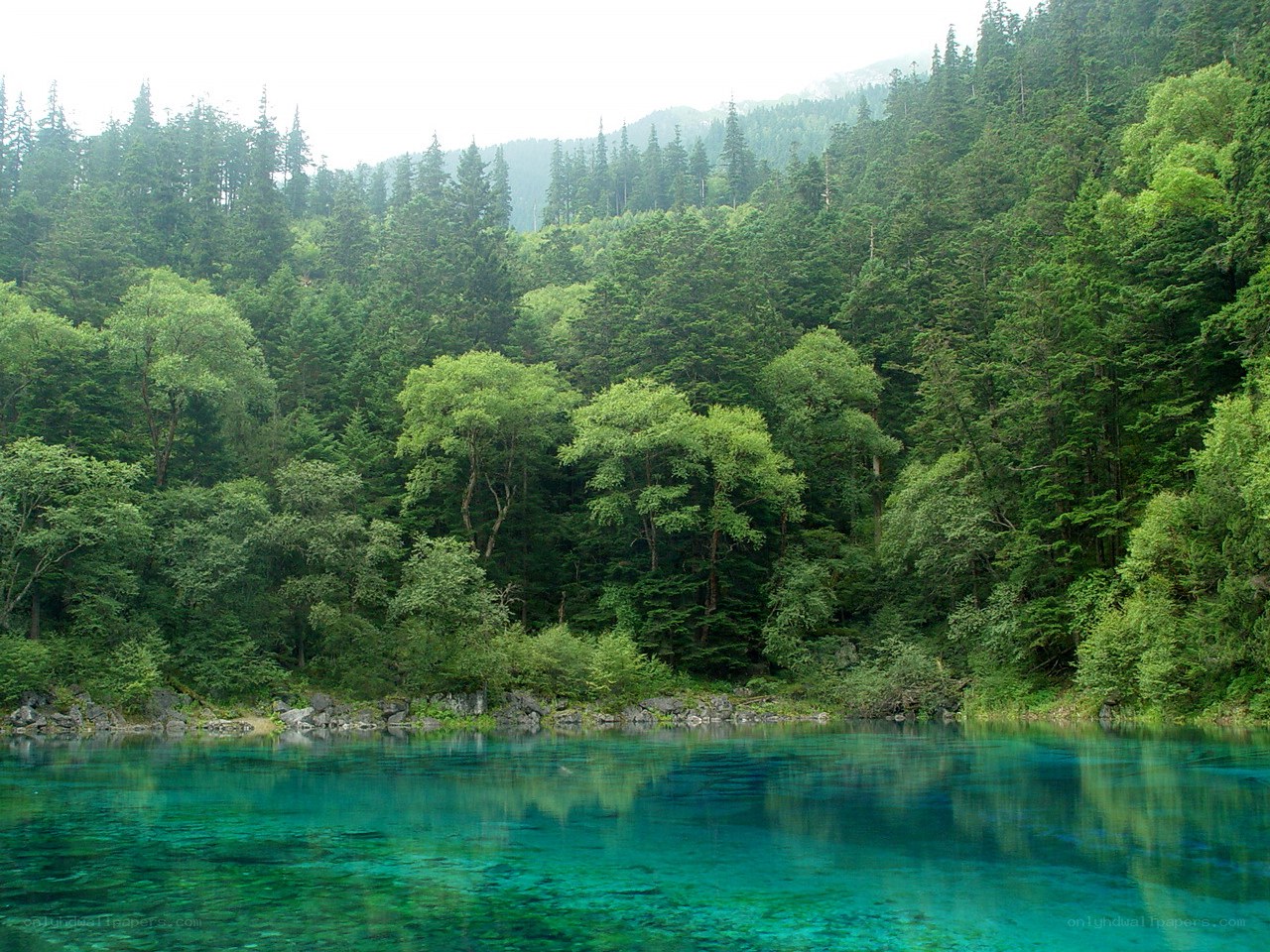 Clear blue lake in forest