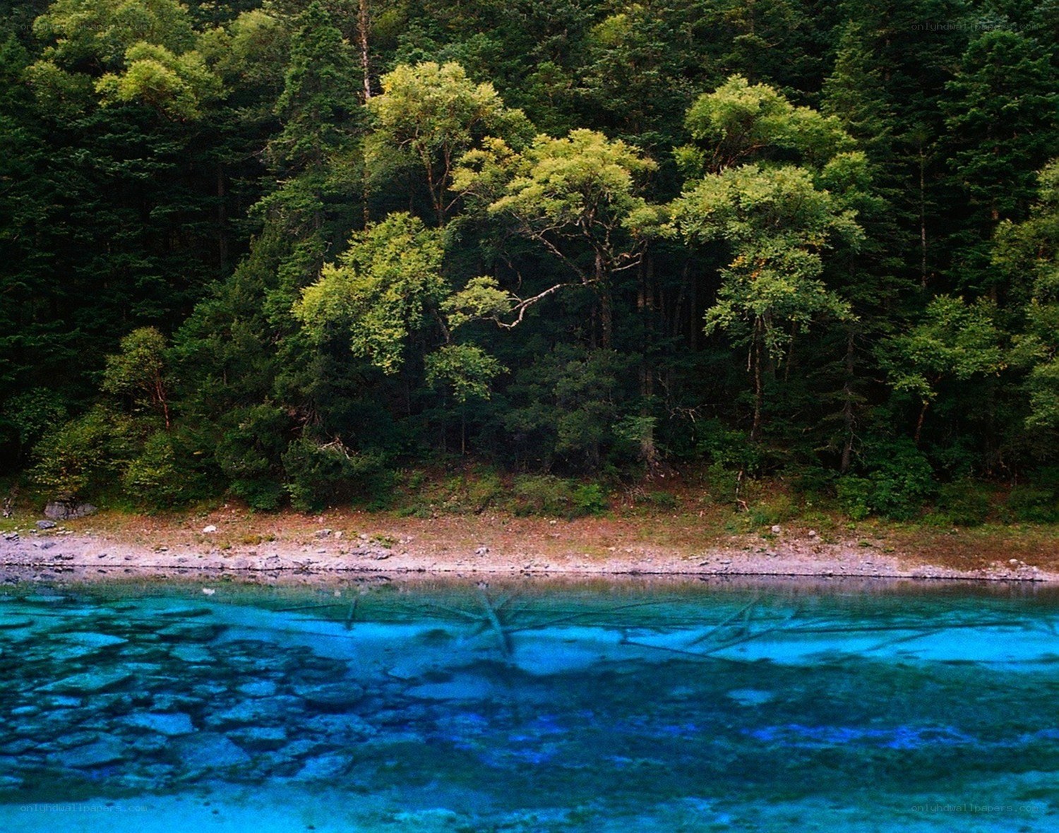 Clear blue lake with forest
