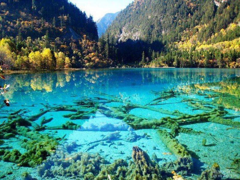Clear Blue Lake with Logs