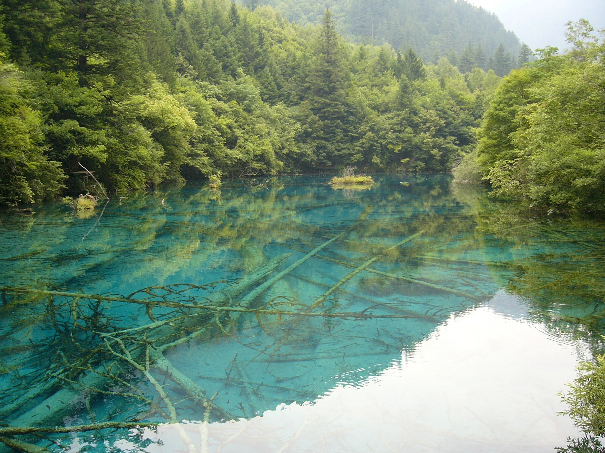 Clear blue lake with submerged trees