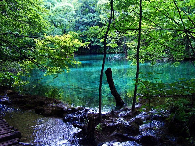 Clear Blue Pond in Forest — Green