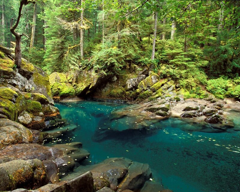 clear blue pool in forest