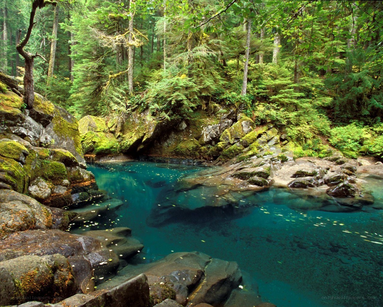 clear blue pool in forest