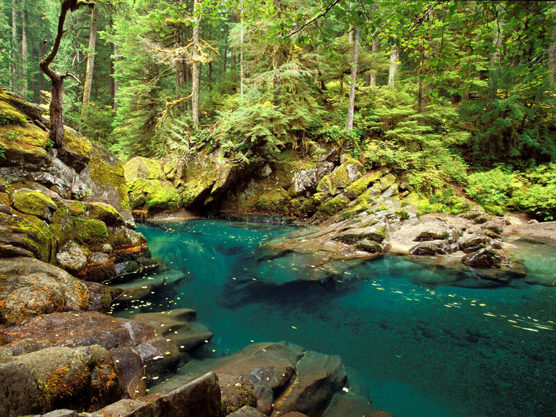 Clear Blue Pool in Forest — Green, Serene, Afternoon