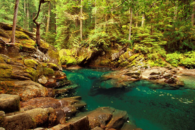 Clear Blue Pool in Forest — Green, Serene