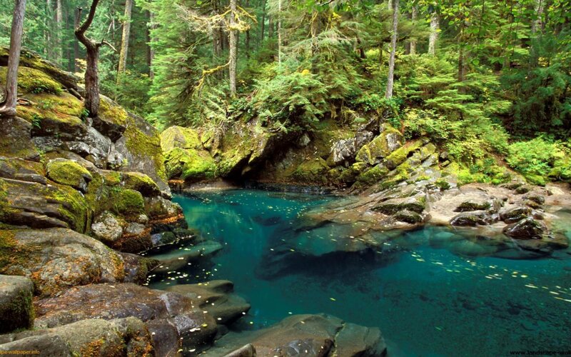 Clear Blue Pool in Forest — Green