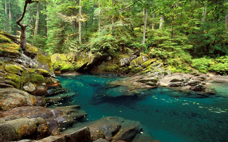 Clear Blue Pool in Forest — Serene, Afternoon