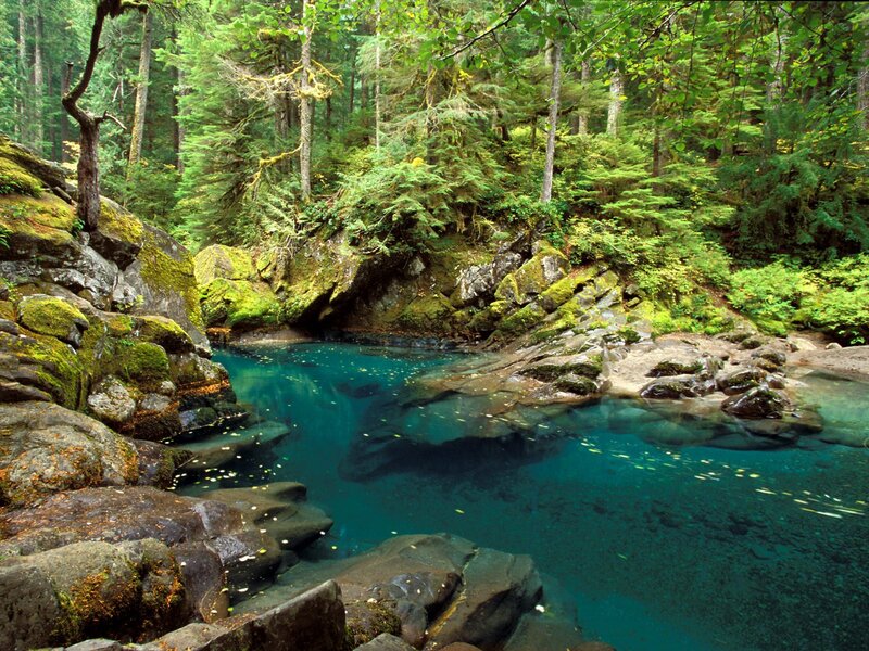 Clear Blue Pool in Forest — Serene