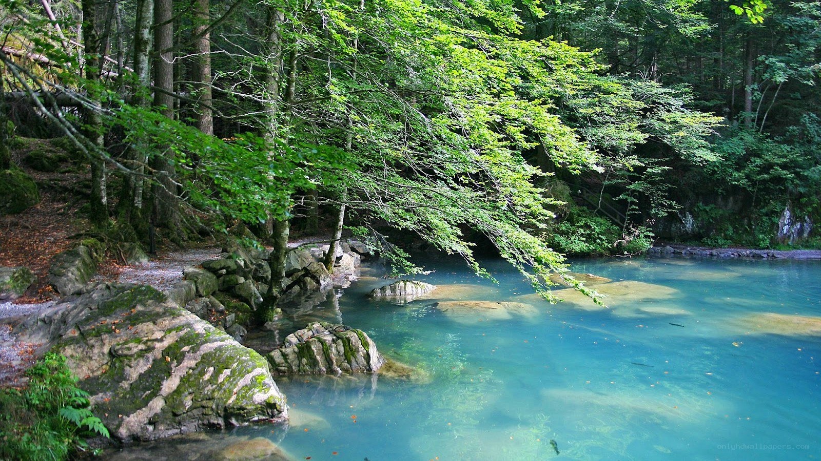 Clear blue river in forest
