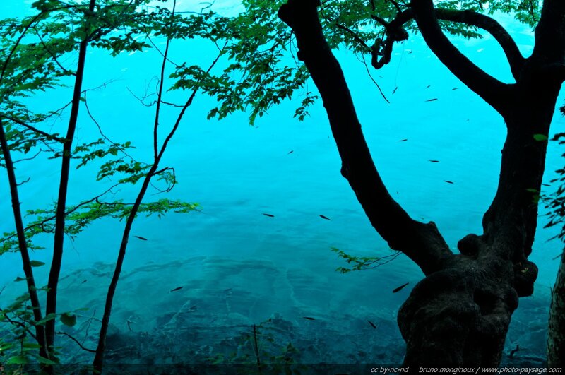 Clear Blue Water under Trees
