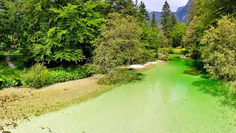 Clear Green River in Forest