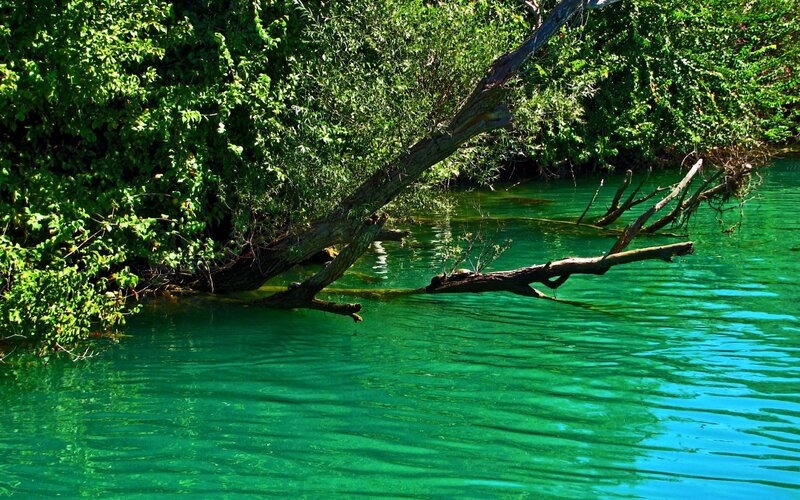 Clear green water with fallen tree