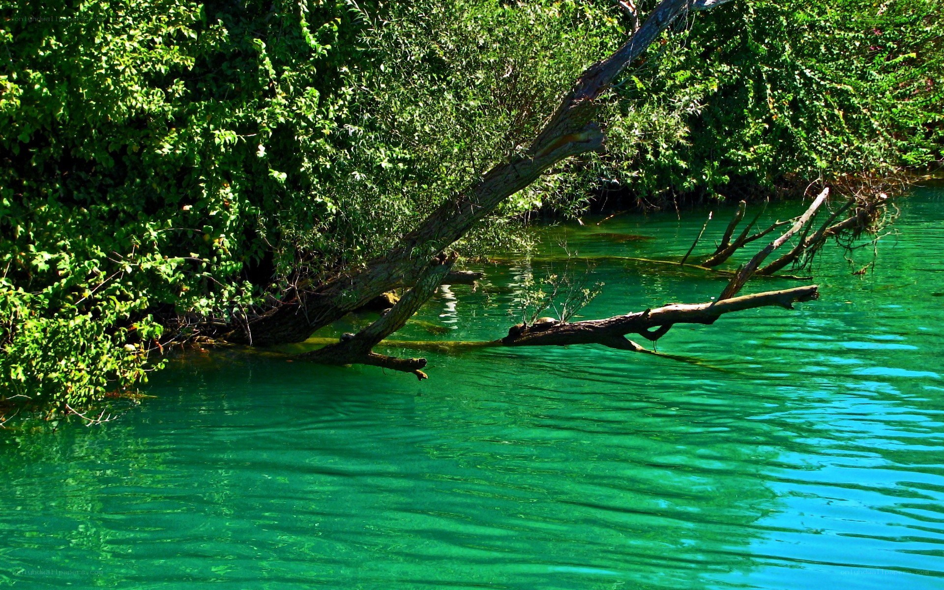 Clear green water with fallen tree