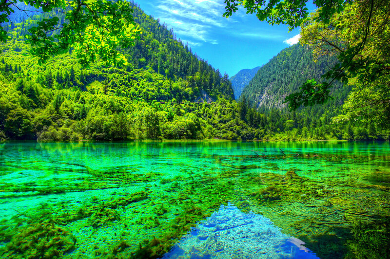 Clear Lake in Forest — Green