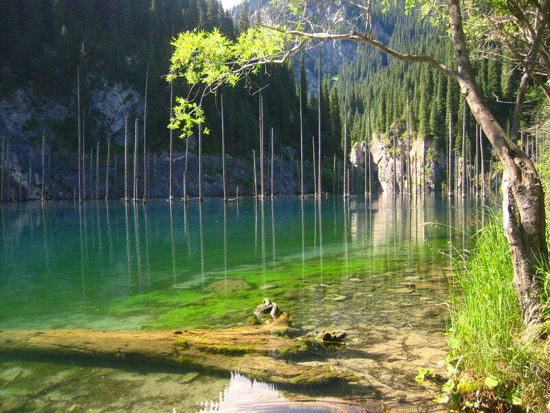 Clear lake with dead trees