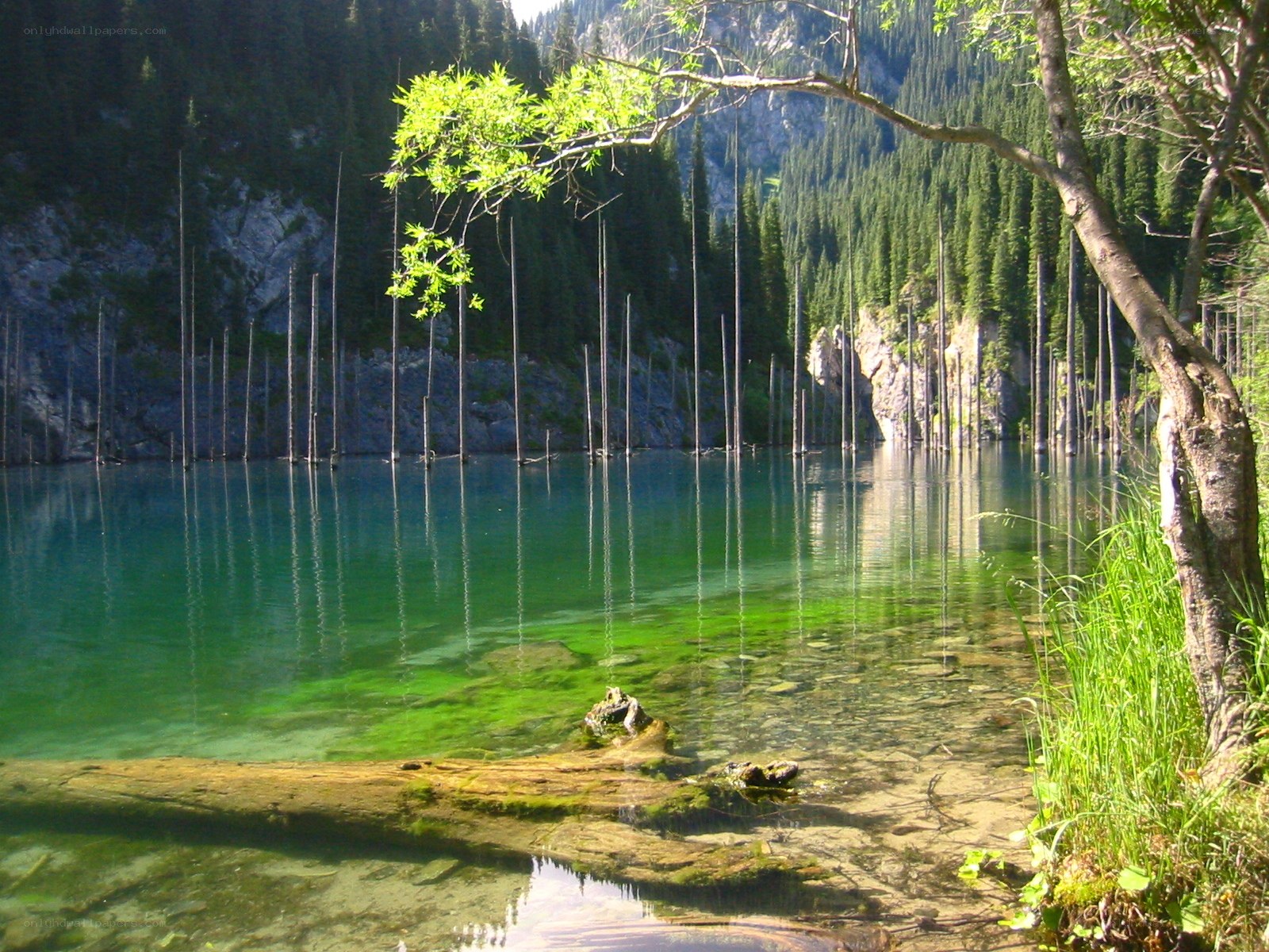Clear lake with dead trees