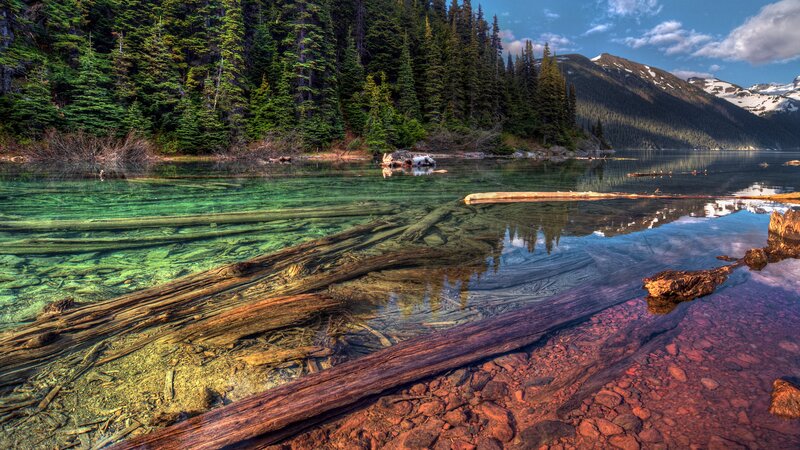 Clear lake with fallen logs
