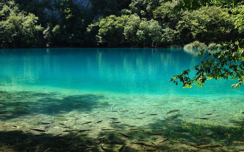 Clear Lake with Fish — Blue
