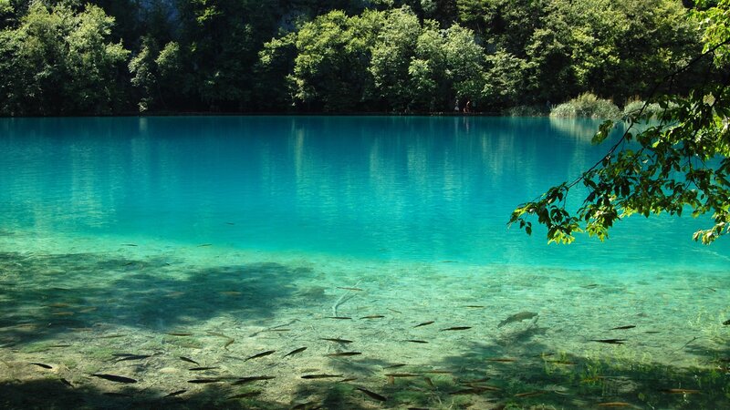 Clear lake with fish swimming