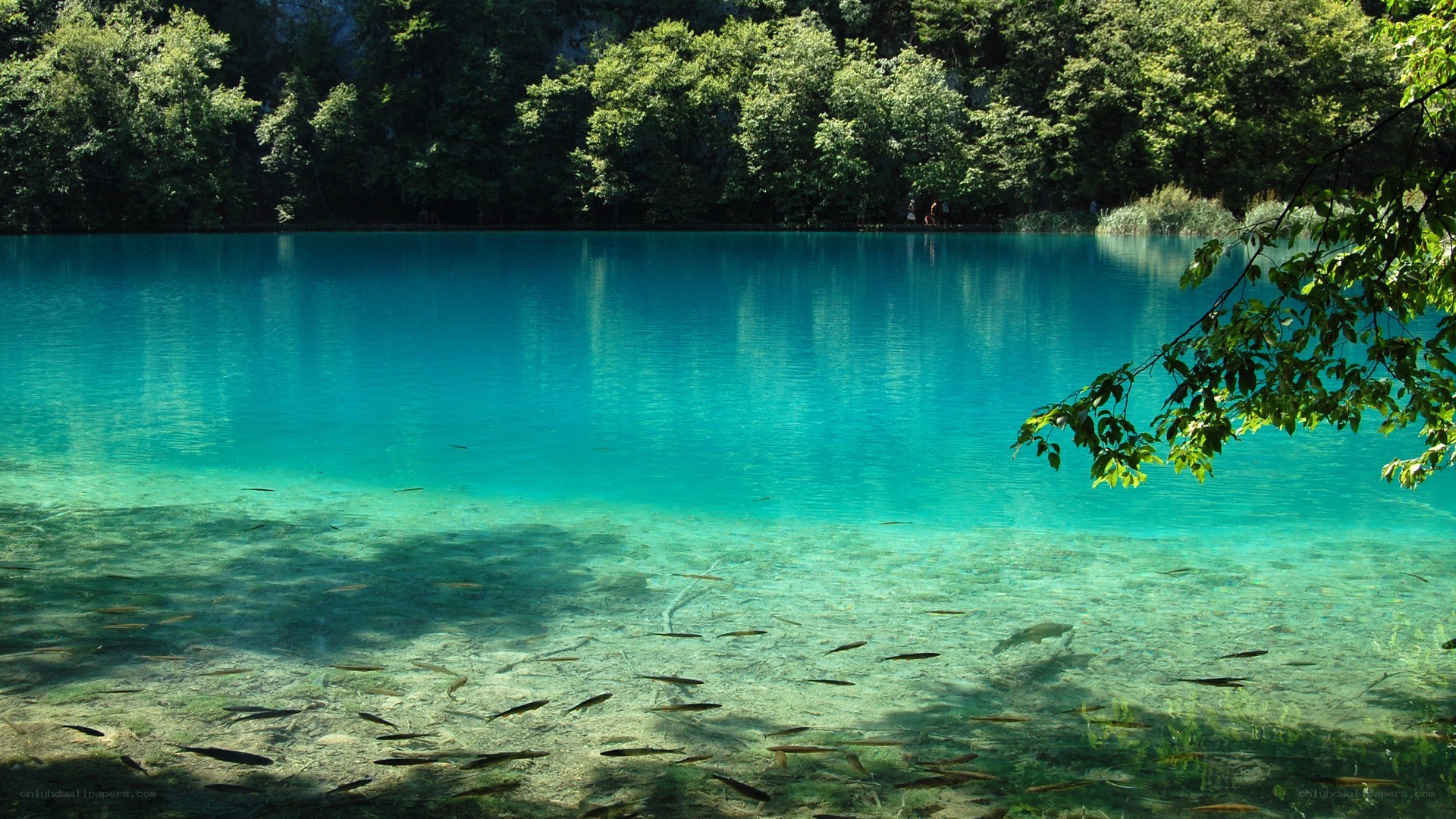 Clear lake with fish swimming