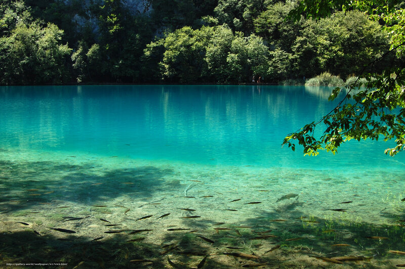 Clear lake with fish