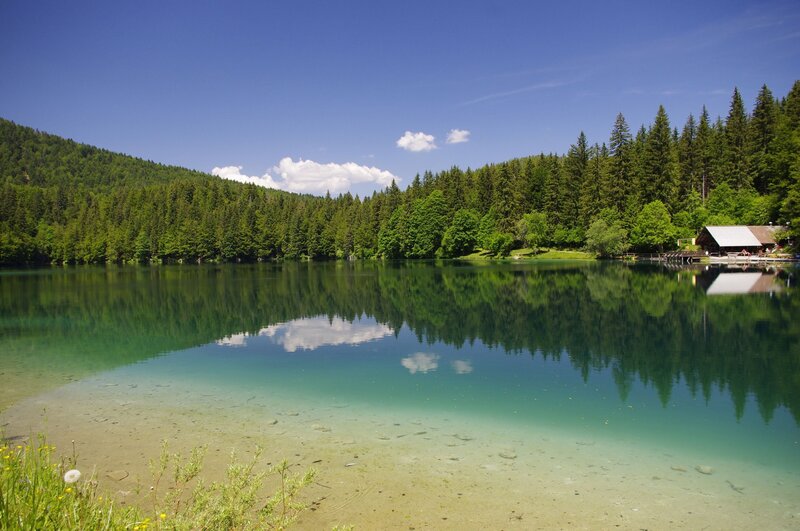 Clear Lake with Forest — Blue