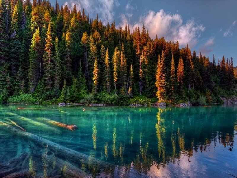 Clear Lake with Forest — Green