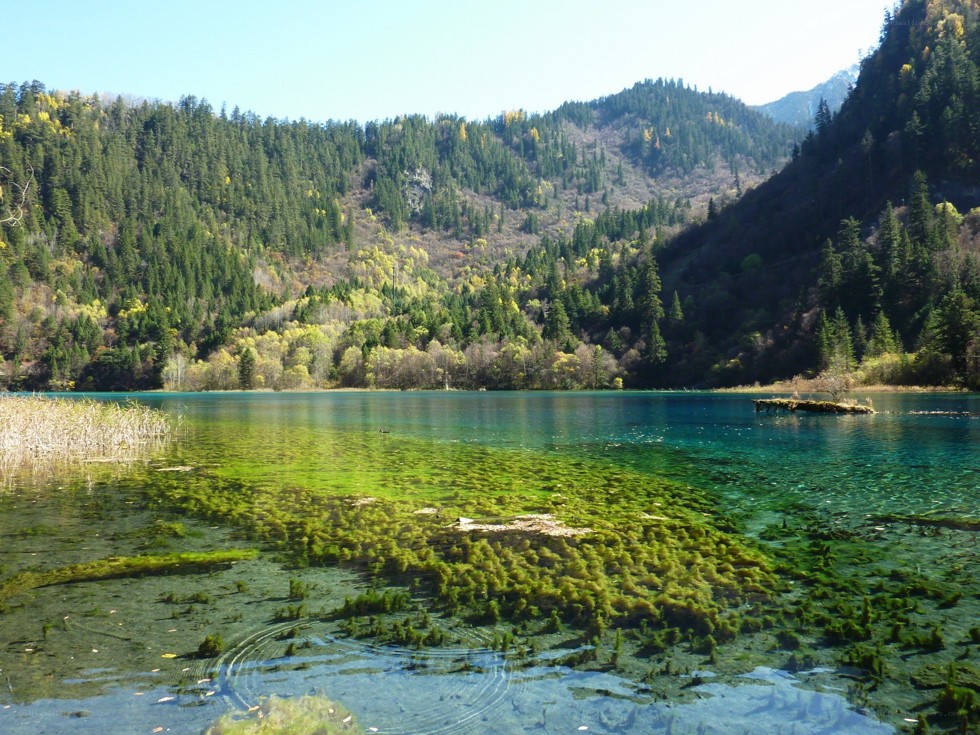 Clear lake with green algae