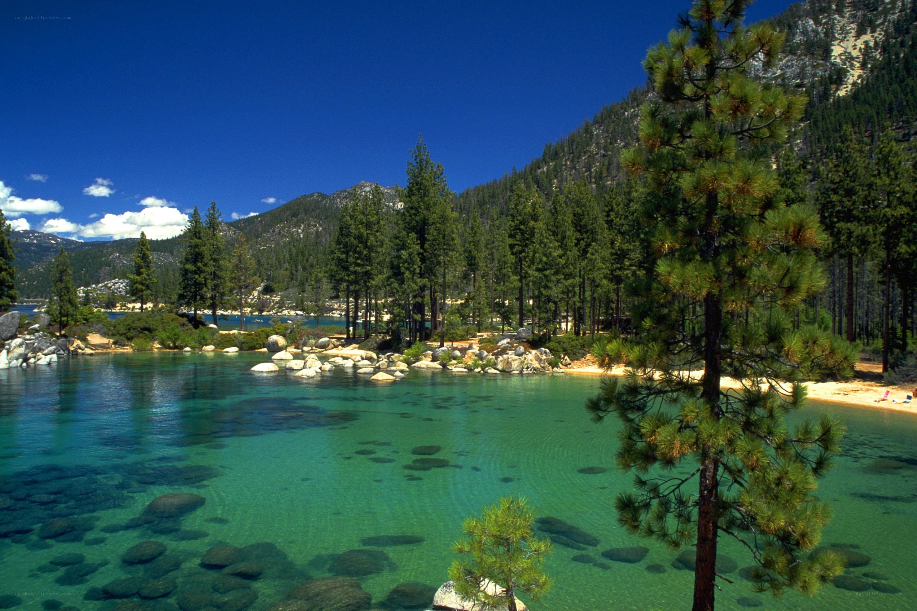 Clear lake with pine trees