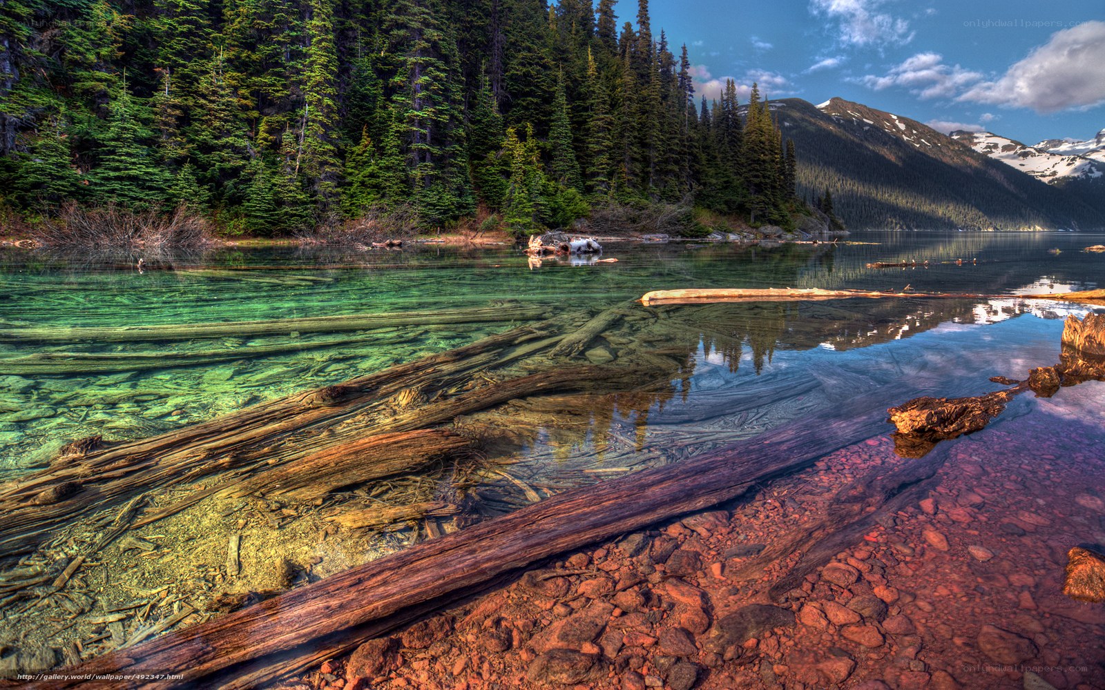Clear lake with submerged logs