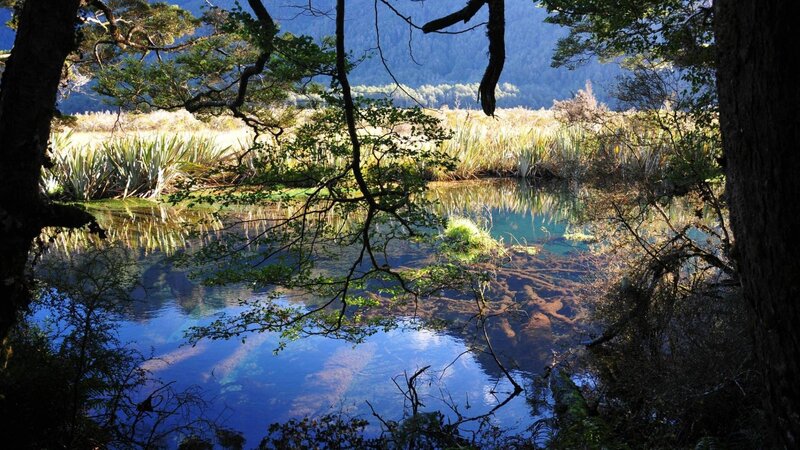 Clear Pond in Forest — Blue