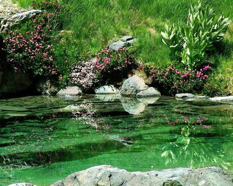 Clear Pond with Flowers