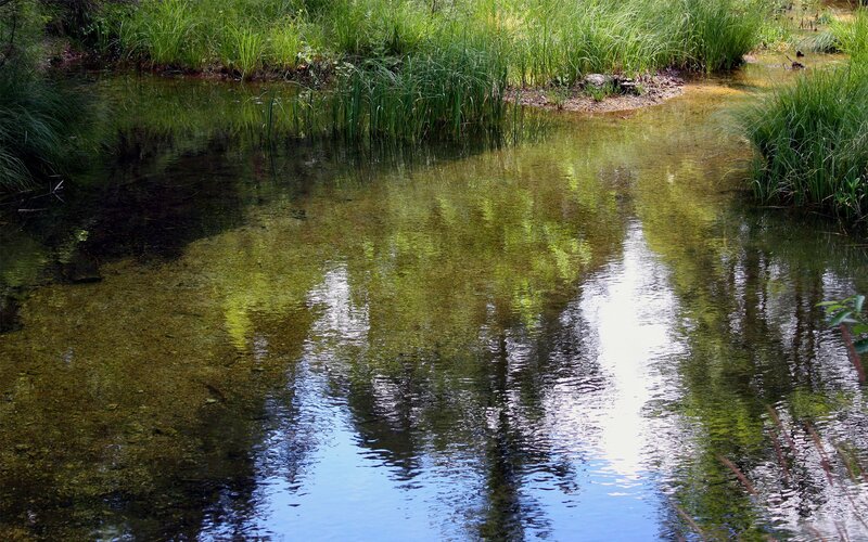 Clear pond with green reflections