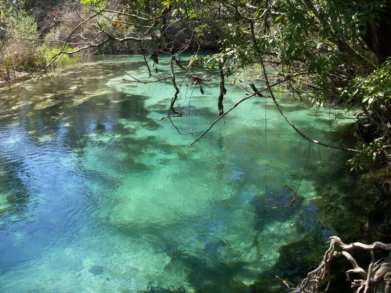 Clear river in forest