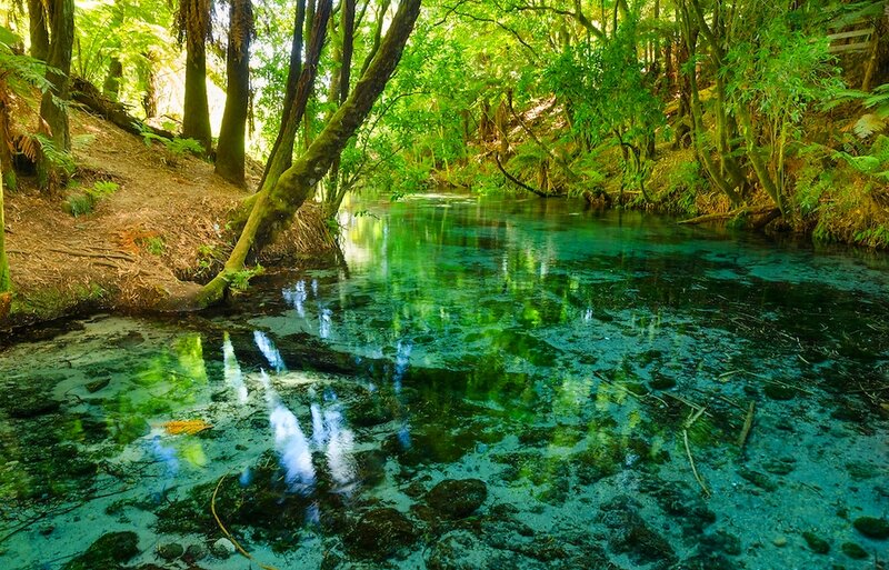 Clear River in Forest — Green, Serene, Afternoon, Photograph, Trees, Ferns