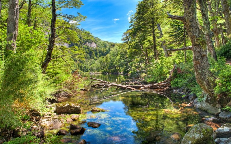 Clear River in Forest — Green, Serene, Afternoon, Photograph, Trees, Rocks, Fallen Log