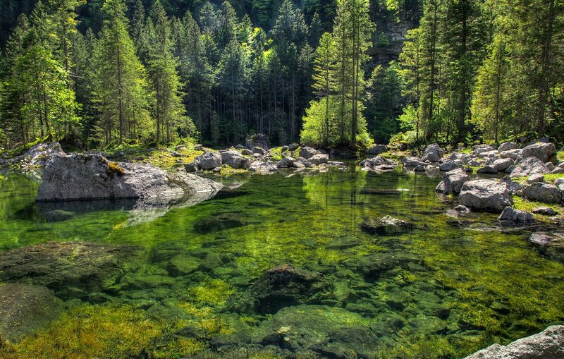 Clear River in Forest — Green, Serene, Afternoon, Photograph, Trees, Rocks, Water, Brown