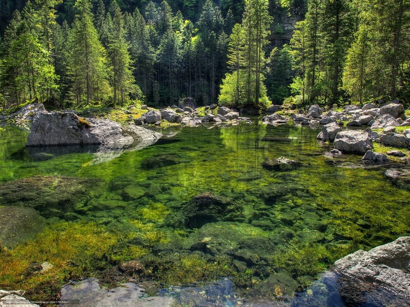 Clear River in Forest — Green, Serene, Afternoon, Photograph, Trees, Rocks, Water