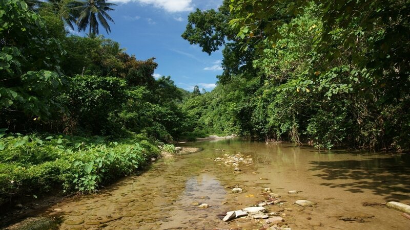 Clear River in Forest — Green, Serene, Afternoon, Photograph, Trees, Sky, Rocks, Brown
