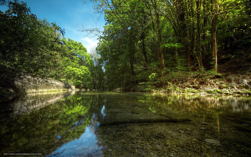 Clear River in Forest — Green, Serene, Afternoon, Photograph, Trees, Sky, Rocks