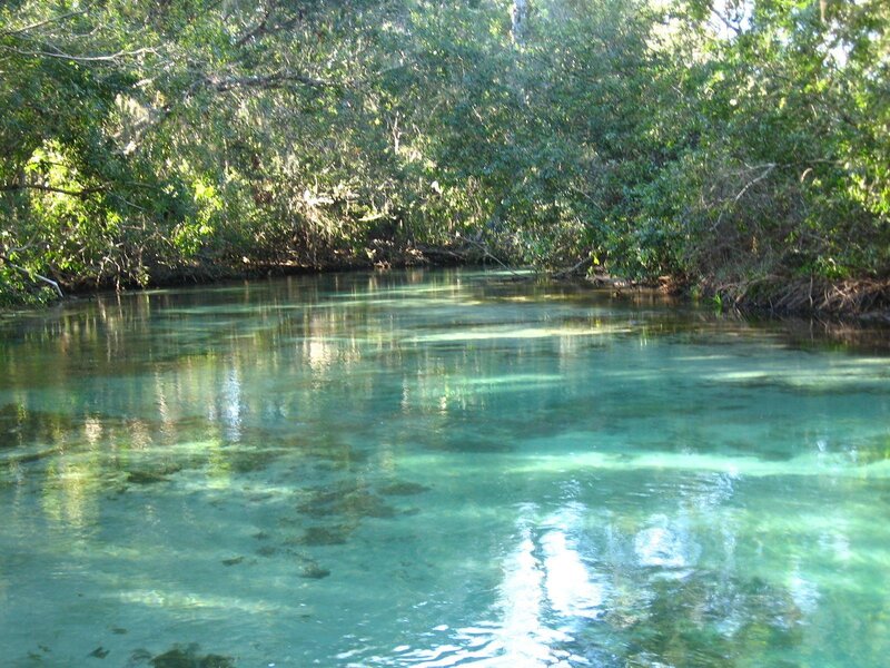 Clear River in Forest — Green, Serene, Afternoon, Photograph, Trees, Sunlight
