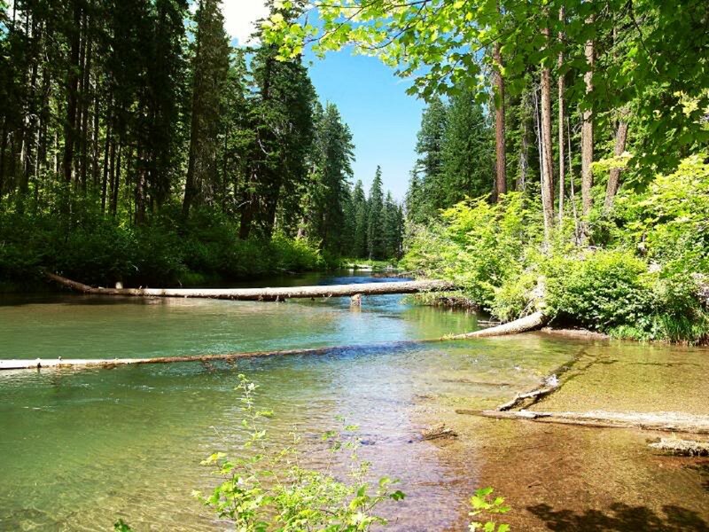 Clear River in Forest — Green, Serene, Afternoon