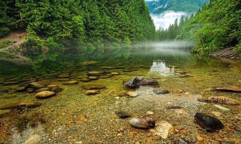 Clear River in Forest — Green, Serene, Morning