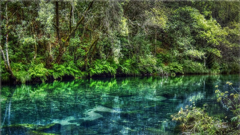 Clear River in Forest — Green, Serene, Photograph